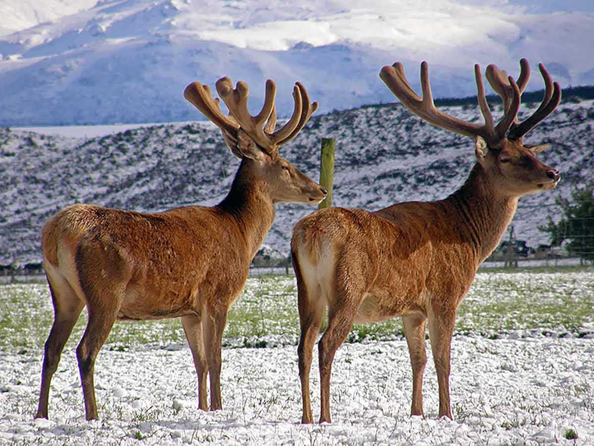 艾萃鹿莊紐西蘭自然健康美聯儲鹿在冬天