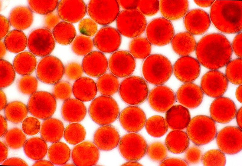 AstaReal ™ - 天然蝦紅素在顯微鏡下觀察