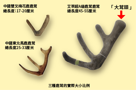 艾萃鹿莊®鹿茸─紐西蘭精英質極佳紅鹿茸比較中國梅花鹿鹿茸