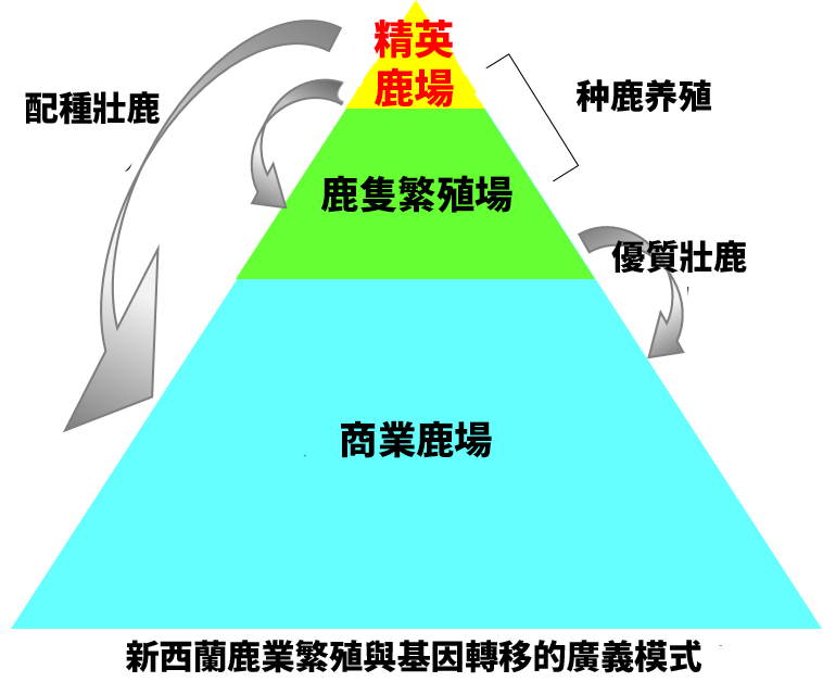 艾萃精英鹿場鹿莊,紐西蘭鹿業繁殖與基因轉移的廣義模式