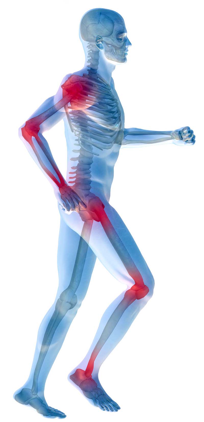 鹿茸與筋骨關節健康