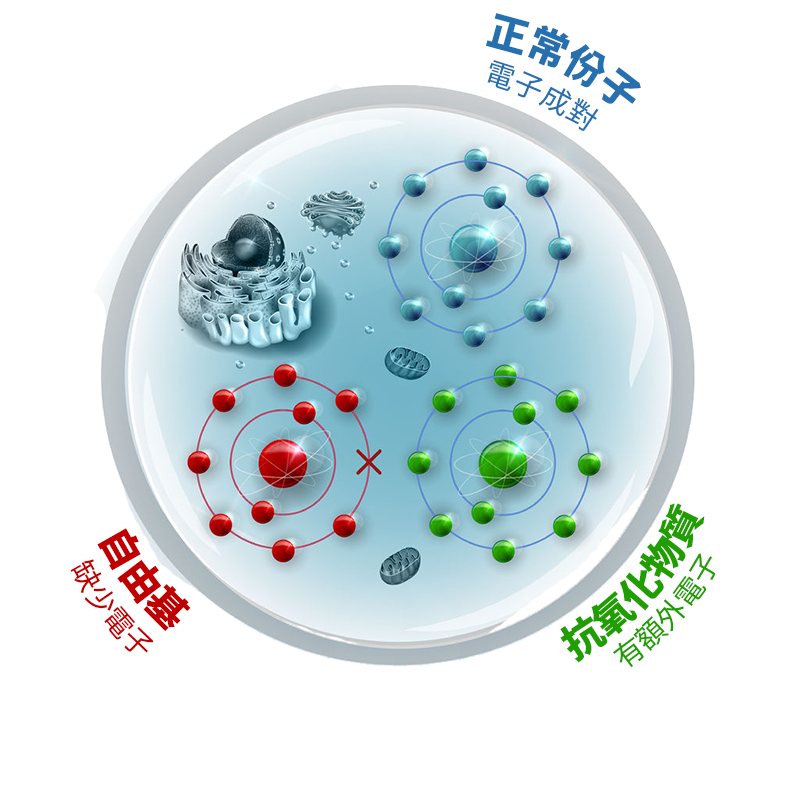 分子類型的解釋，正常分子，自由基和抗氧化分子關於蝦紅素關節炎的優勢