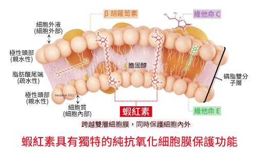 AstaReal ™ 蝦紅素具有獨特的純抗氧化細胞膜保護功能