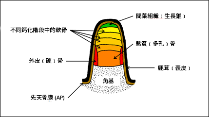 鹿茸的生長階段(角基橫切面)